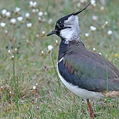 Northern Lapwing  "Vanellus vanellus"